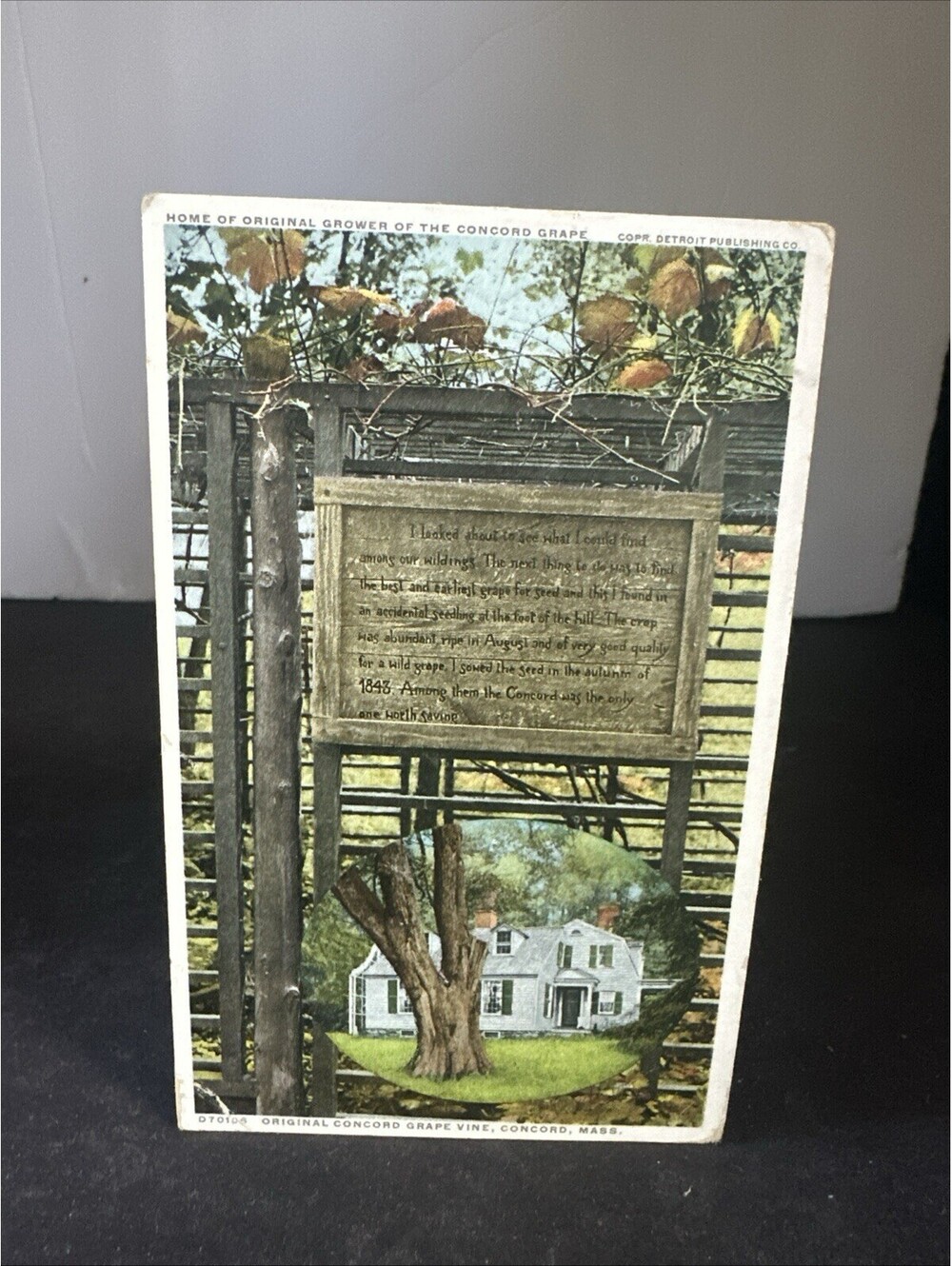 1927 Concord grape vine massachusetts postcard 2 Washington stamp posted